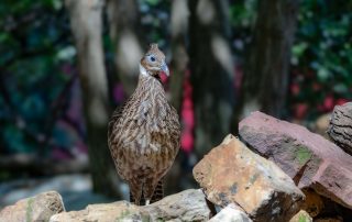 - Zoo Leipzig