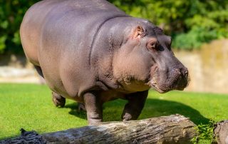 FLUSSPFERD - Hippopotamus amphibius, Zoo Berlin