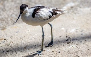 Säbelschnäbler sind ca. 40 bis 48 cm große und bis zu 400 schwere Vögel, die man im Frühjahr und Sommer fast in ganz Europa sieht, Zoo Berlin