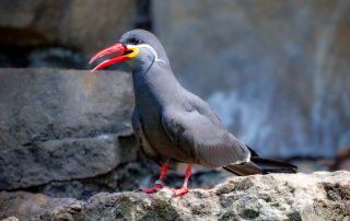 Inkaseeschwalbe, Larosterna inca, Zoo Berlin
