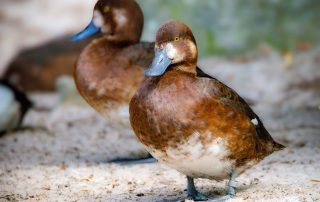 , Zoo Berlin