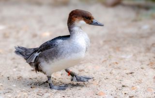 , Zoo Berlin