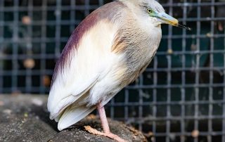 Der Java Prachtreiher ist ein relativ kleiner Reiher mit gedrungenem Körperbau. Er wird ca 45 cm groß und lebt in Indonesien, vor allem auf Java, wie der Name schon vermuten läßt, Zoo Berlin