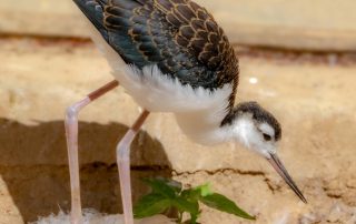 , Zoo Berlin