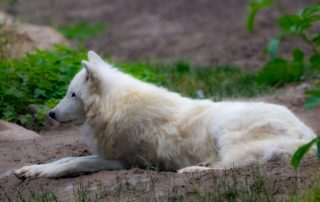 EUROPÄISCHER WOLF - Canis lupus lupus, Zoo Berlin