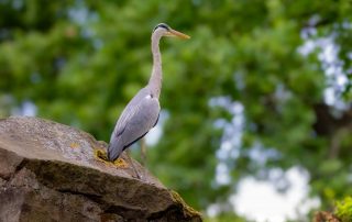 , Zoo Berlin
