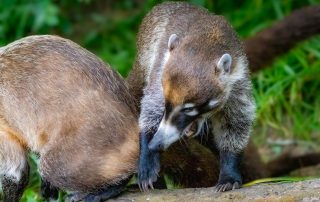 , Zoo Berlin