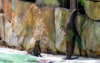 KALIFORNISCHER SEELÖWE - Zalophus californianus, Zoo Berlin