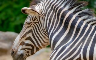 GRÉVY-ZEBRA - Equus grevyi, Zoo Berlin
