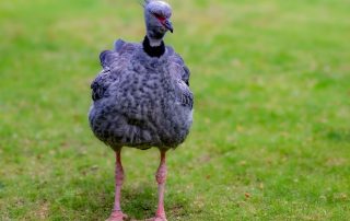 , Zoo Berlin