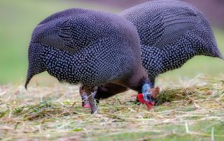 , Zoo Berlin