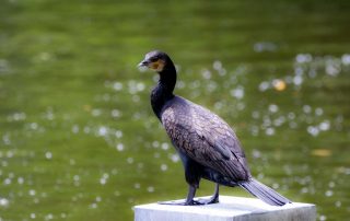 , Zoo Berlin
