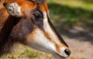 Rappenantilope, HIPPOTRAGUS NIGER, Zoo Berlin