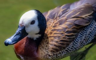 , Zoo Berlin
