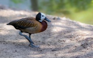 , Zoo Berlin