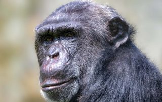 SCHIMPANSE - Pan troglodytes, Zoo Berlin