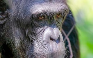 SCHIMPANSE - Pan troglodytes, Zoo Berlin