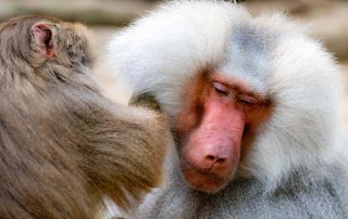 , Zoo Berlin