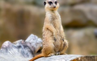 ERDMÄNNCHEN - Suricata suricatta, Zoo Berlin