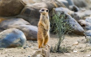 ERDMÄNNCHEN - Suricata suricatta, Zoo Berlin
