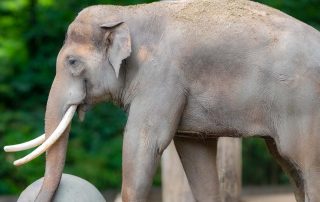 ASIATISCHER ELEFANT - Elephas maximus, Zoo Berlin