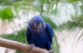 HYAZINTHARA - Anodorhynchus hyacinthinus, Zoo Berlin
