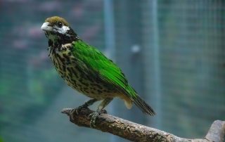 , Zoo Berlin