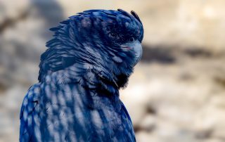 Der schwarze Kakadu , Zoo Berlin