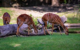 NYALA - Nyala angasi, Zoo Berlin