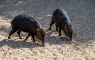 WEISSBARTPEKARI Tayassu pecari, Zoo Berlin