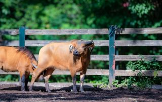 , Zoo Berlin
