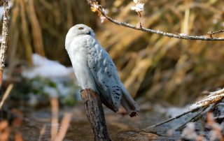 SCHNEEEULE - Nyctea scandiaca, Zoo Berlin