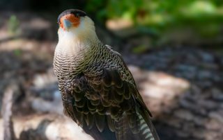 , Zoo Berlin