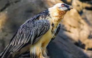 BARTGEIER - Gypaetus barbatus, Zoo Berlin