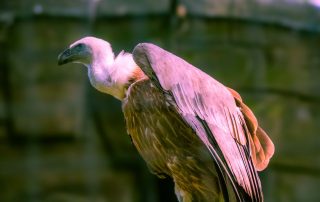 ,Zoo Berlin