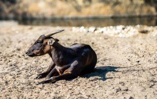 ,Zoo Berlin