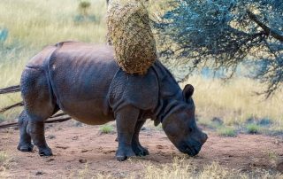 , Zoo Berlin