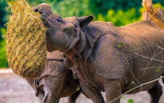, Zoo Berlin