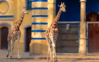 , Zoo Berlin