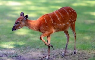 WESTAFRIKANISCHER SITATUNGA - Tragelaphus spekii, Zoo Berlin