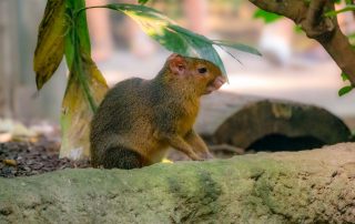 Zwergaguti- Myoprocta pratti- Zoo Leipzig