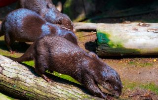 Aonyx cinerea - Zwergotter- Zoo Leipzig