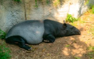 Tapirus indicus - Schabrackentapir- Zoo Leipzig