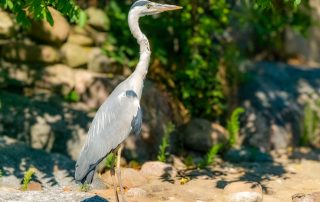 Grus vipio - Weißnackenkranich- Zoo Leipzig