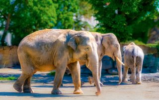 Elephas maximus indicus - Asiatischer Elefant- Zoo Leipzig
