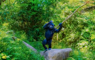 Die Heimat unserer Westlichen Flachlandgorillas liegt in den westafrikanischen Tiefland- und Bergwäldern im Äquatorbereich von Nigeria bis zum Westkongo - Zoo Leipzig