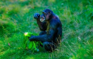 Pan troglodytes verus - Westafrikanischer Schimpanse- Zoo Leipzig