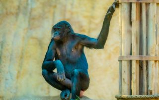 Pan paniscus - Bonobo- Zoo Leipzig