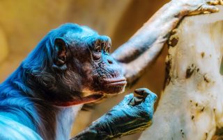 Pan troglodytes verus - Westafrikanischer Schimpanse - Zoo Leipzig