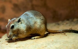 Psammomys obesus - Fette Sandratte - Zoo Leipzig